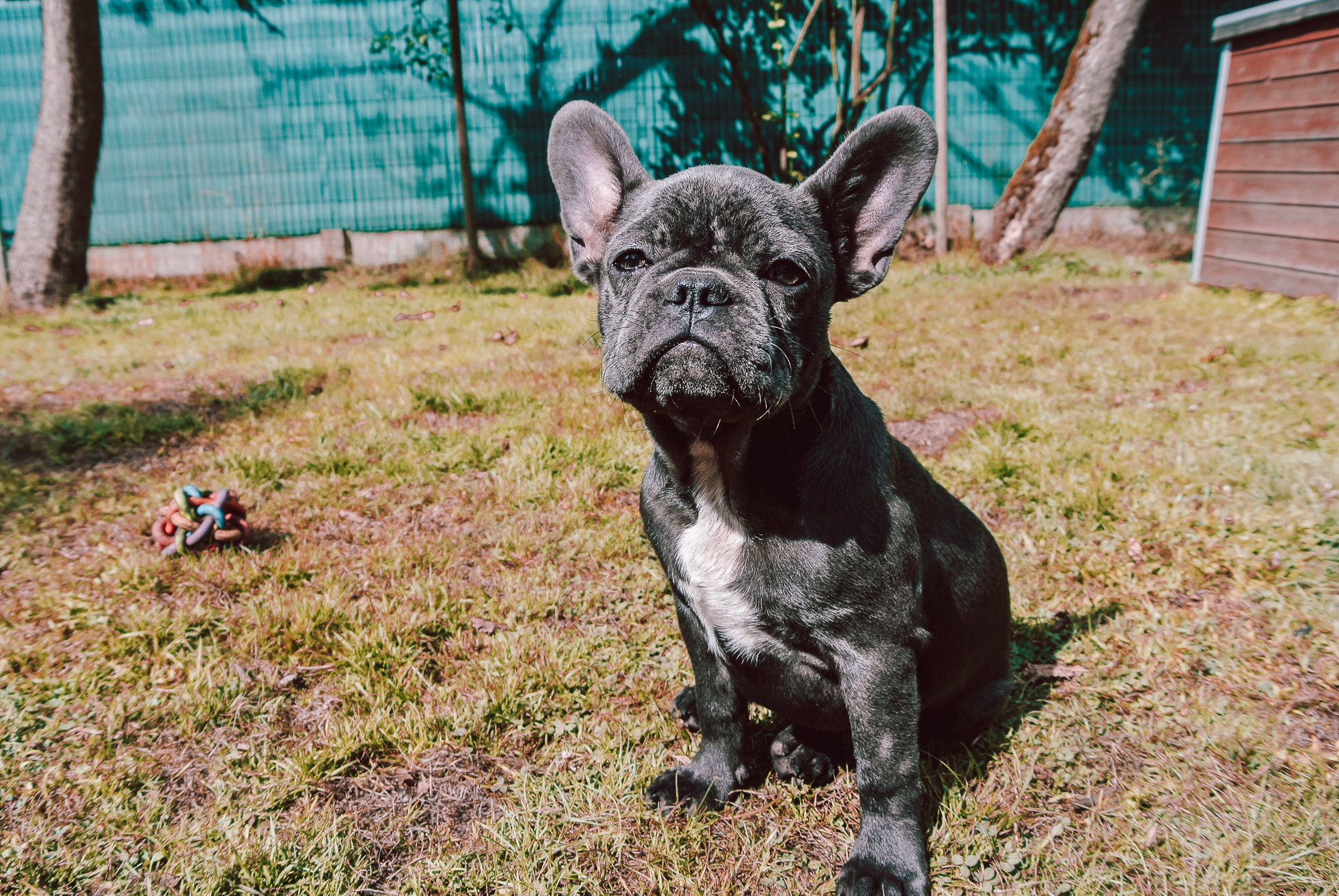 Scarlett – de hyperactieve franse bulldog