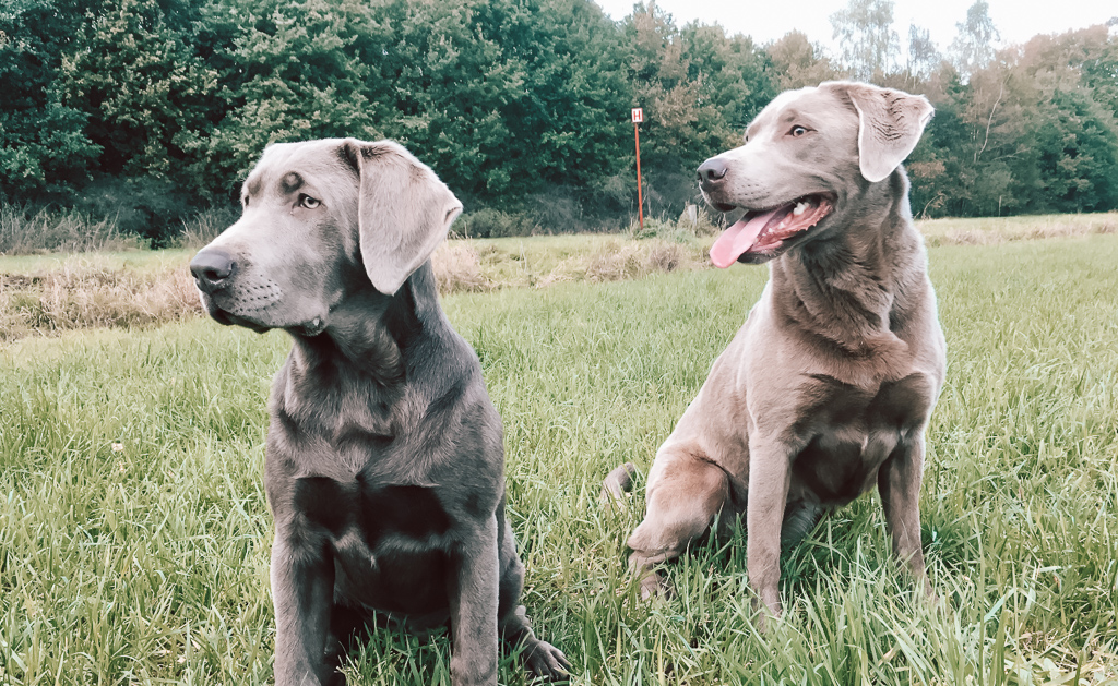 lancering Hertellen vergeven Zilveren labrador puppy's – The dog academy – An Wesenbeek