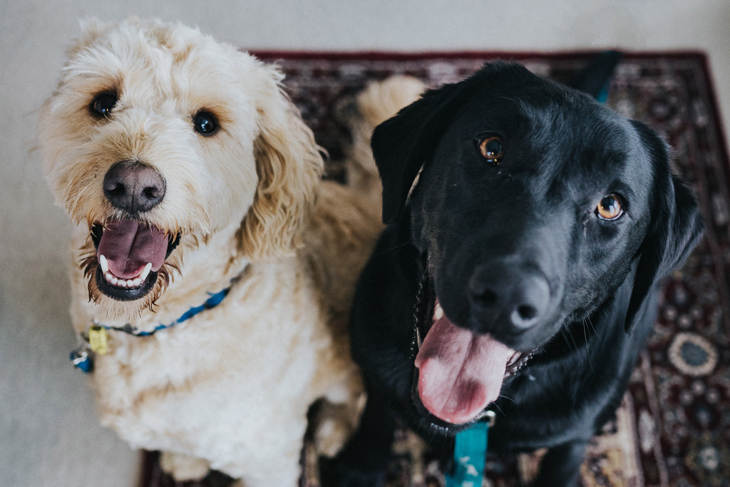 Vijf redenen waarom je hond niet altijd wil gehoorzamen