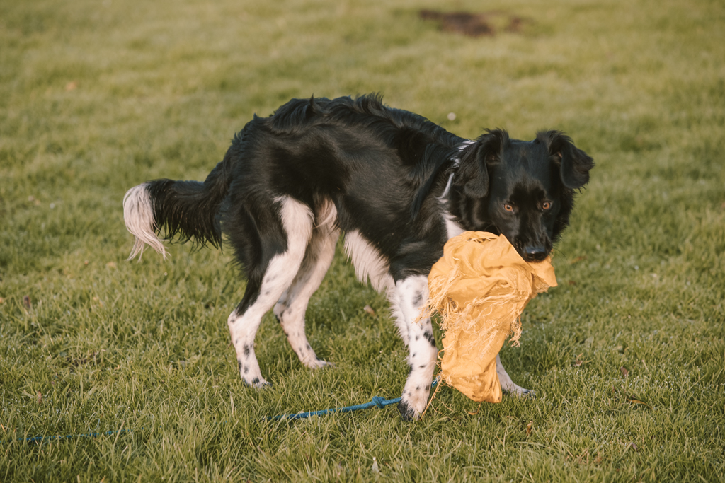 Hoe vernieling voorkomen. 5 manieren om je hond beweging te geven.